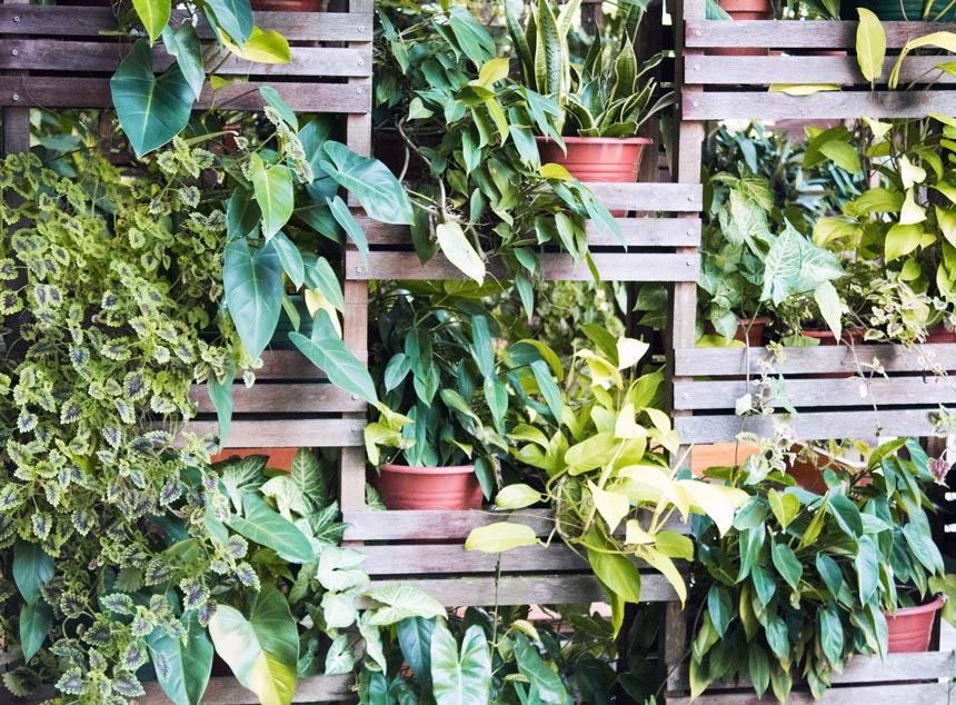 A vertical garden.