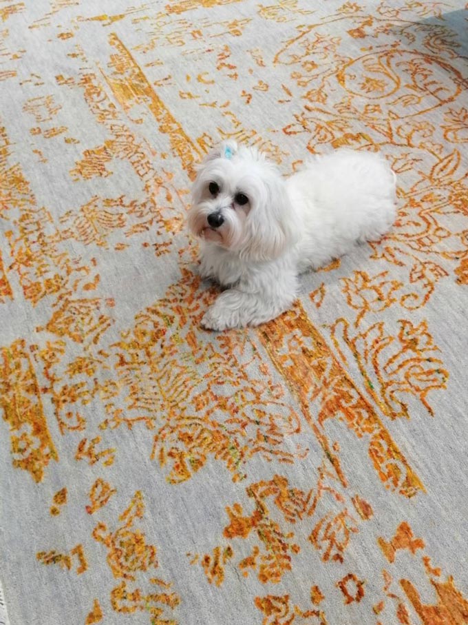 A beautiful area rug with a broken design and a white dog sitting atop.