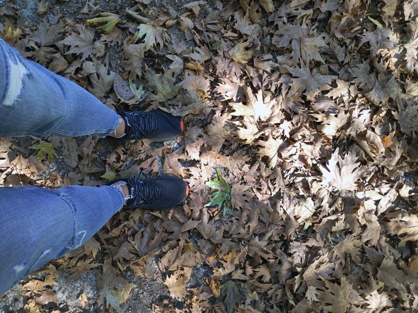 Velvet's feet on a leafy ground while in the woods.