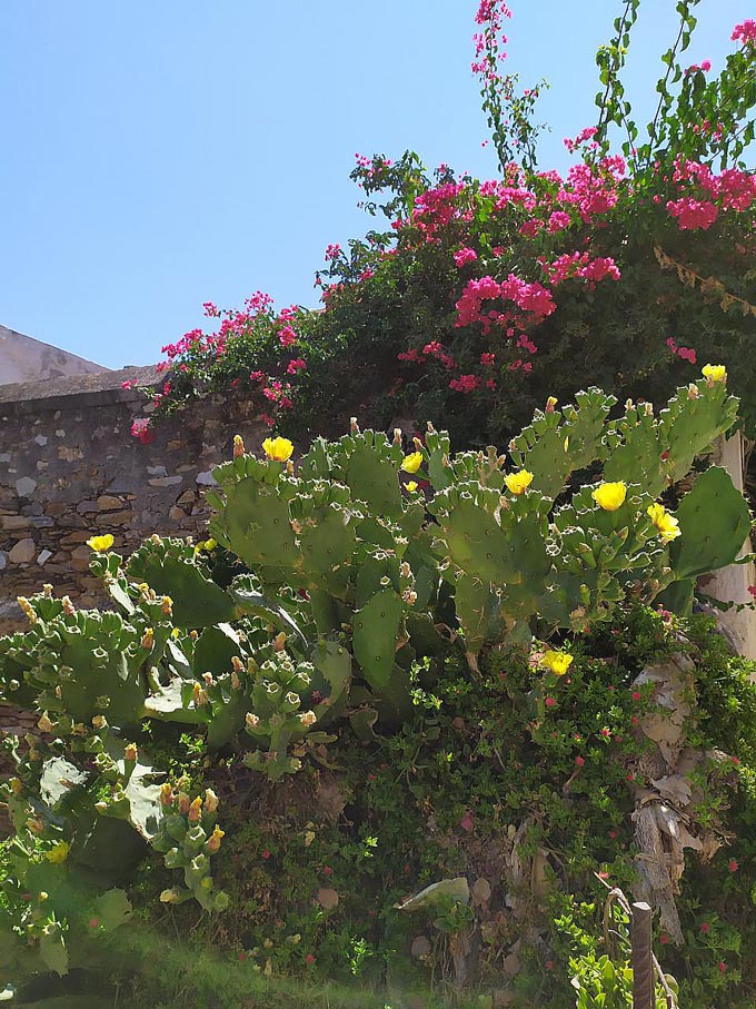 A prickle pear plant with yellow blooms in front of a bougainvillea.