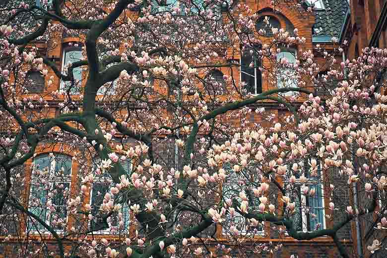 A magnolia tree with blooms in front of a building