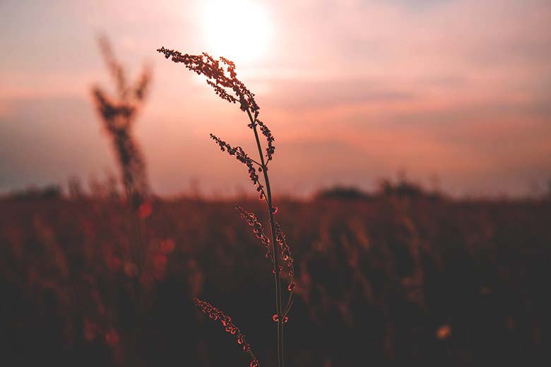 Detail of a hay against a pink sky somewhere in nature