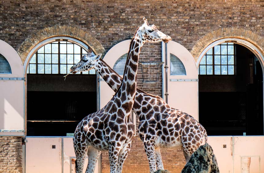 Street signs with directions for the London Zoo and Regent's Park