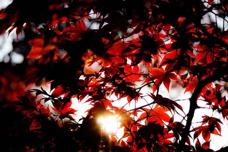 Red autumn leaves and a sun ray beaming through