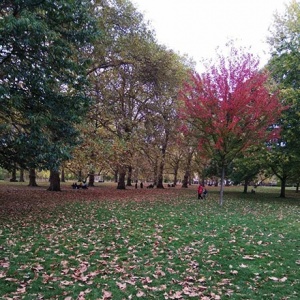 A park during fall with lots of leaves on the ground.