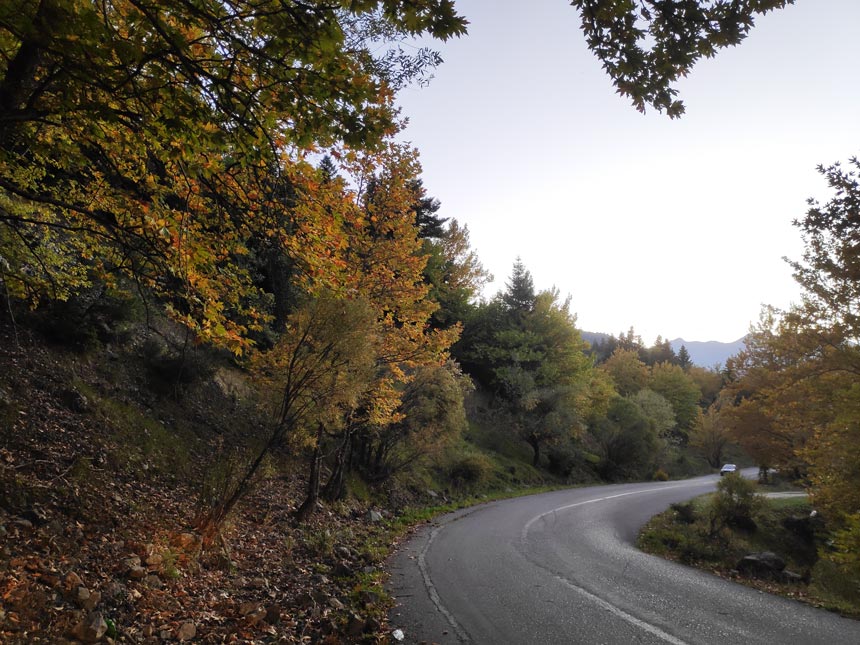 Lots of trees by the road that turns during fall. Image by Velvet.