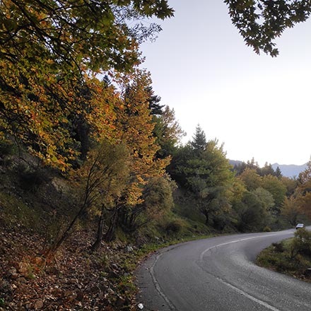 Lots of trees by the road that turns during fall. Image by Velvet.