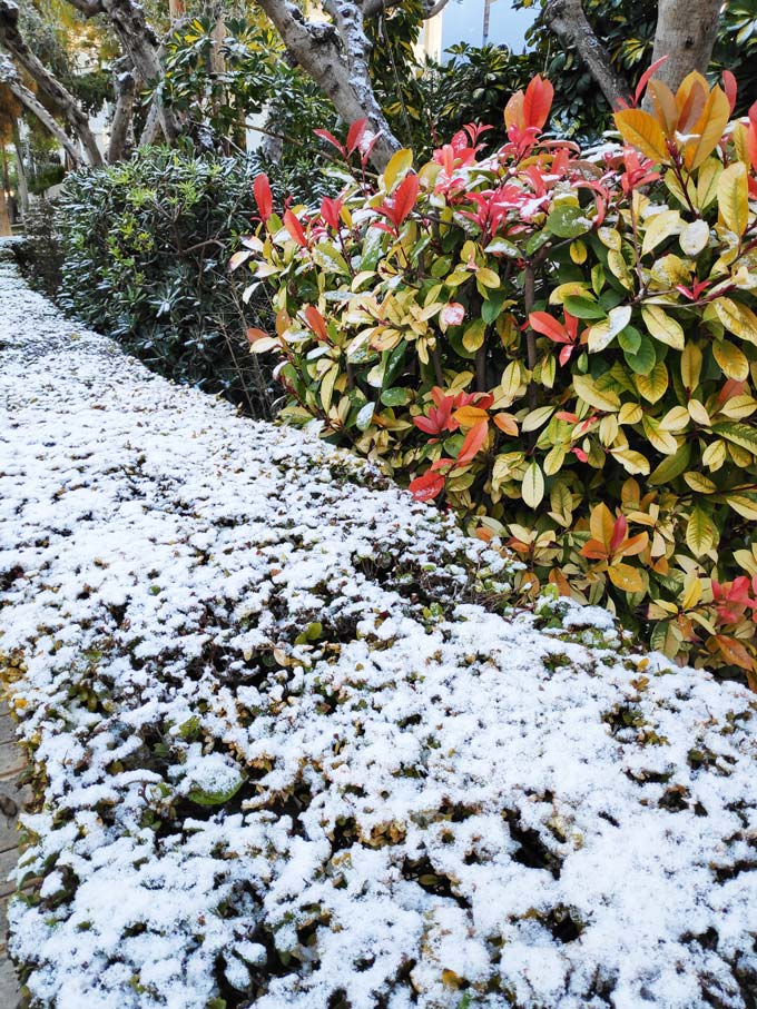 A garden's bush hedge covered in snow. Image by Velvet.