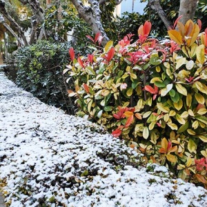 A garden's bush hedge covered in snow. Image by Velvet.
