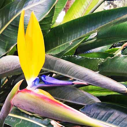 Detail of an exotic yellow slim flower in contrast to its long green point leaves. Image by Elisabeth.