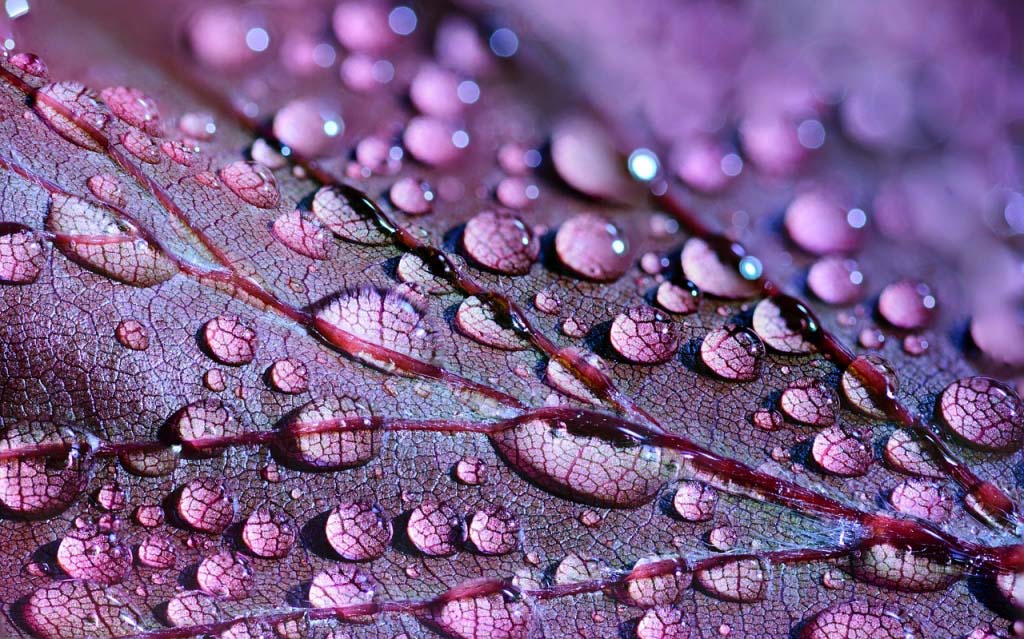 Close up detail of dew on a purple autumn leaf