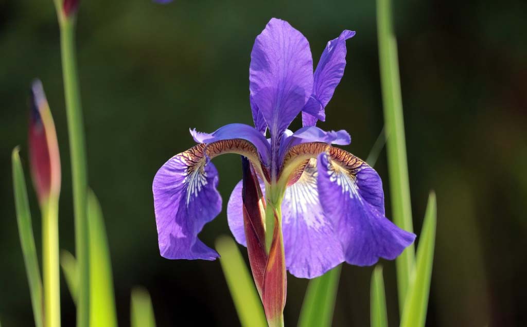 A purple iris against a blur green background