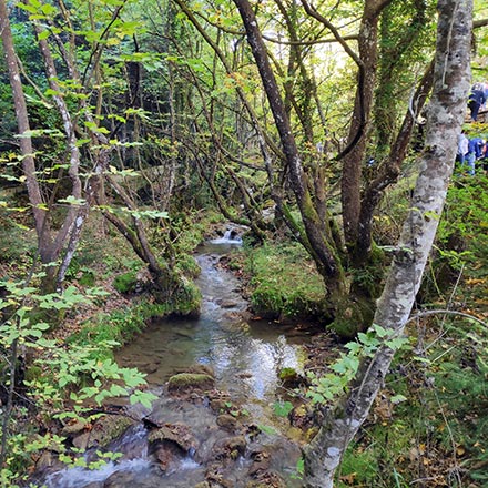 Inside a forest with a small stream. Image by Velvet.