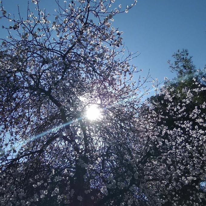 Sun rays peaking through a tree's branches.