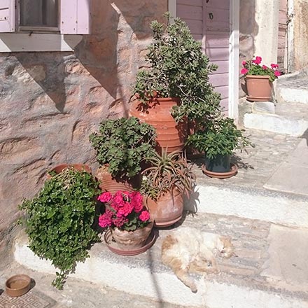 A cat laying on its back on an alley with stairs in Ano Syros. Image by Velvet.