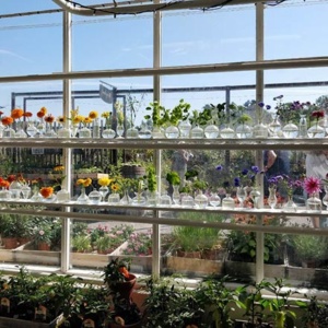 Assortment of different color flowers on shelving inside a greenhouse in Sweden.