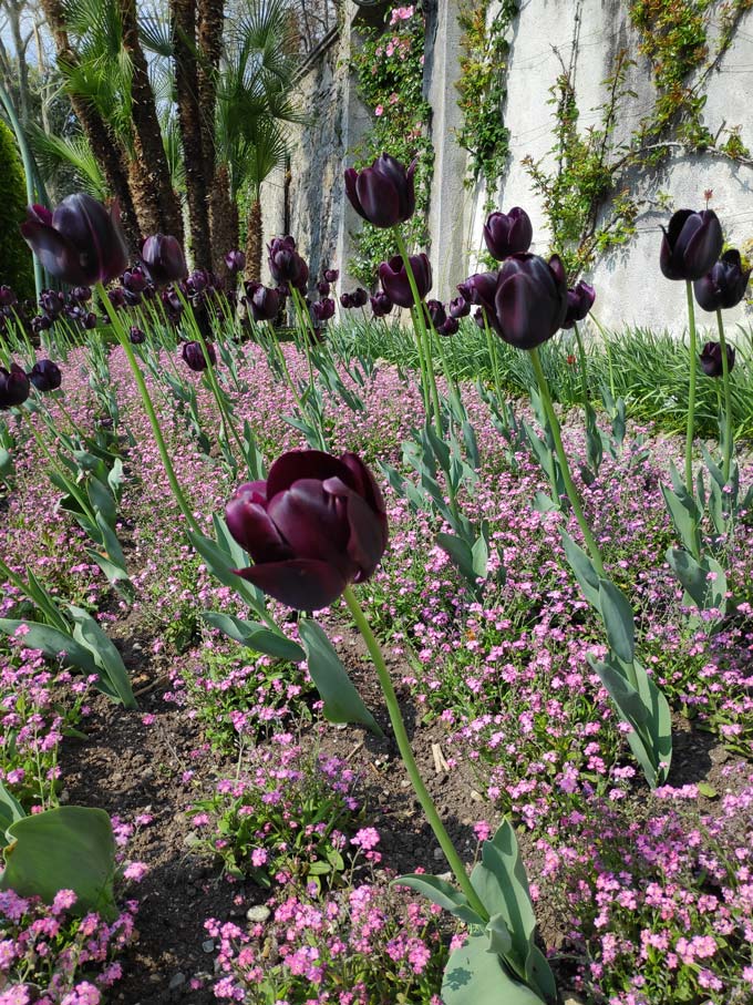 A garden with black tulips. Image by Velvet.