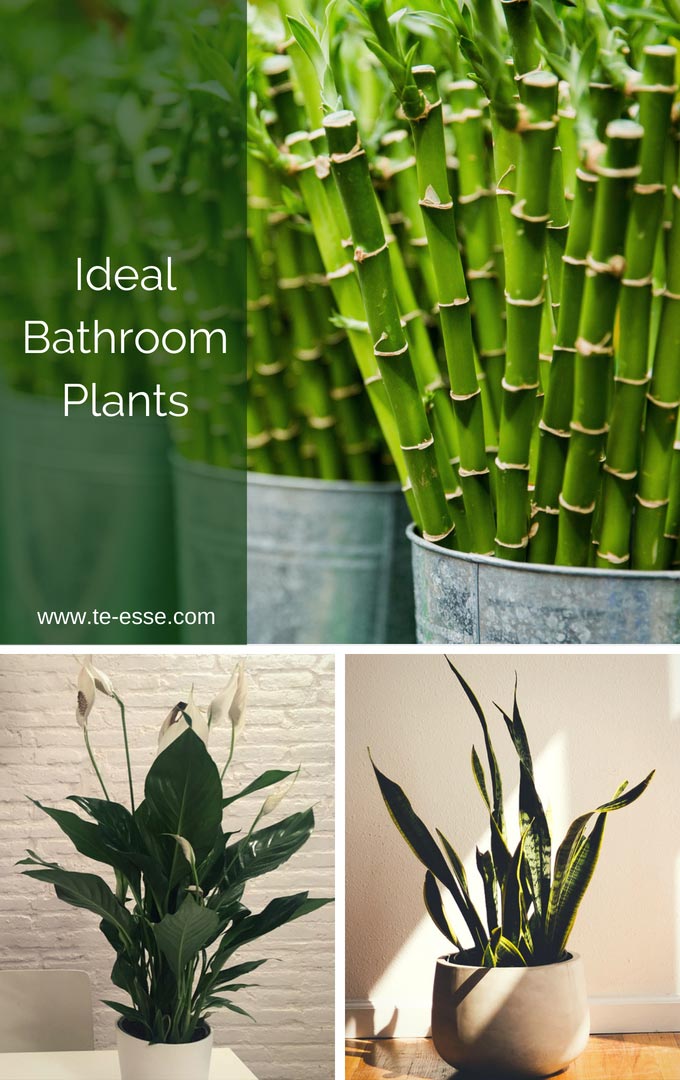 Zen bathroom ideas - plants. Three images of three ideal bathroom plants: top lucky bamboo, bottom peace lily and snake plant.