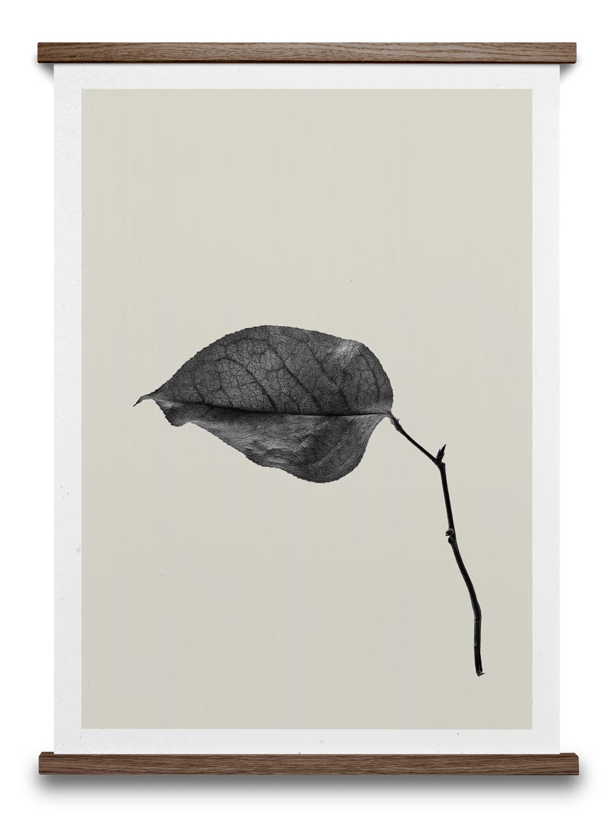 Mindful home decor - a print with an organic theme. A black and white image of a drifting leaf. Image by Nest.co.uk.