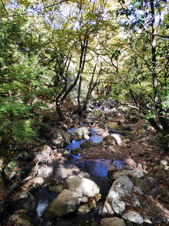 A small stream in some woods.