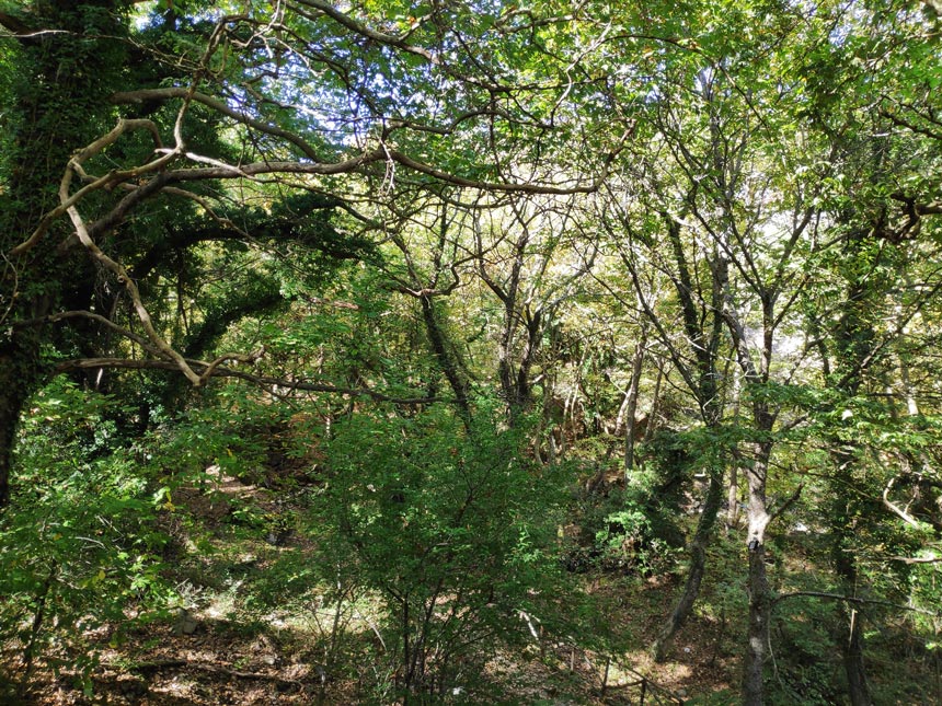 Inside some woods surrounded by lots of greenery.