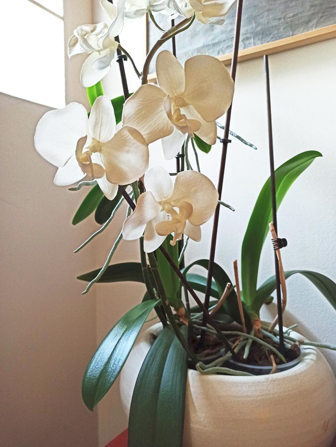 Potted orchids in full bloom. Real or fake? My best orchid decor hack.
