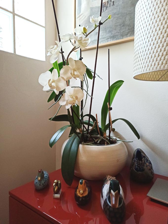 Potted orchids in bloom on the corner of a sideboard in a Living Coral color.