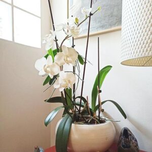 Potted orchids in full bloom. Real or fake? My best orchid decor hack.