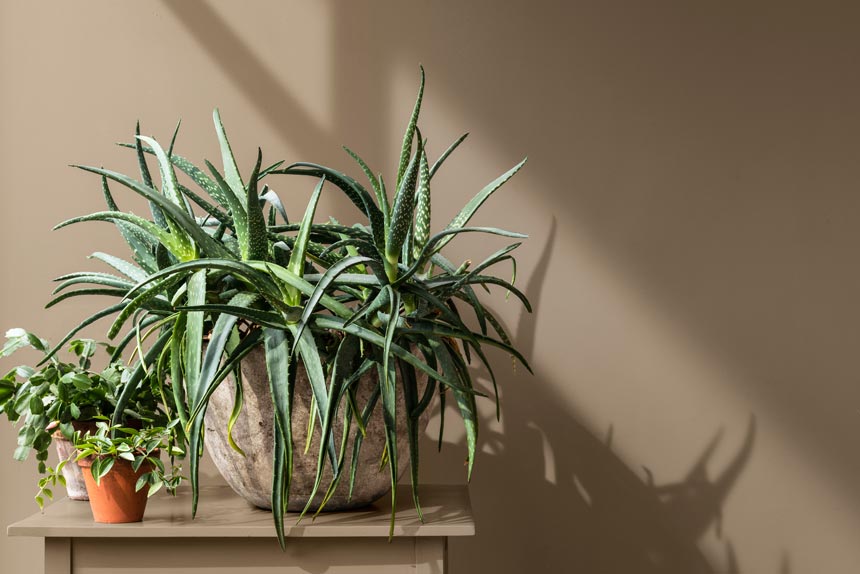 Three potted plants on a beige stand against a Brave Ground beige wall. Via Dulux.