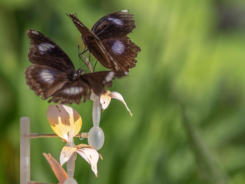 Design innovations from DDW 2020. Artificial flowers as emergency food stops that promote the insect population in urban areas. Insectology: Food for Buzz - Moth/Butterfly Flower. Photo credit: Janneke van der Pol.