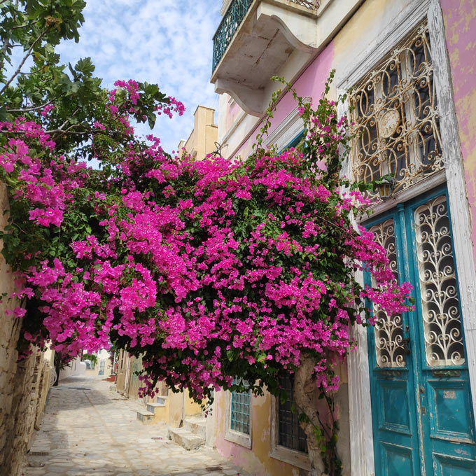 A blooming bougainvillea outside an old mansion in a neighborhood in Hermoupolis. Image: Velvet Karatzas.