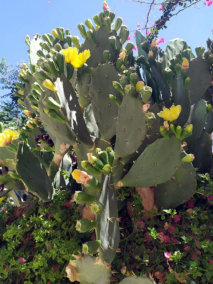 Large prickle pear plant.