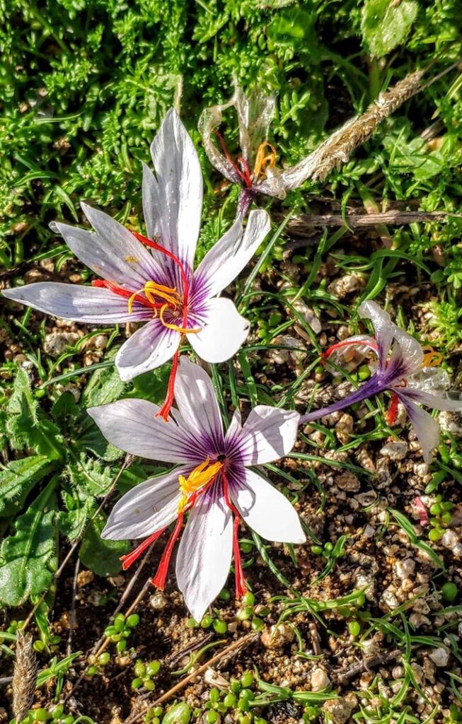 A local white flower from Mykonos.