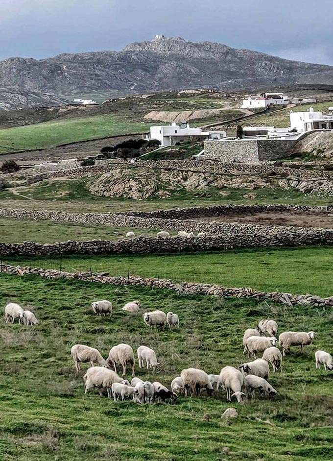 A green field with sheep grazing in Mykonos.