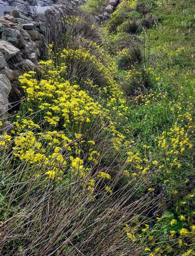 A stone hedge almost covered by bushes with small yellow flowers.