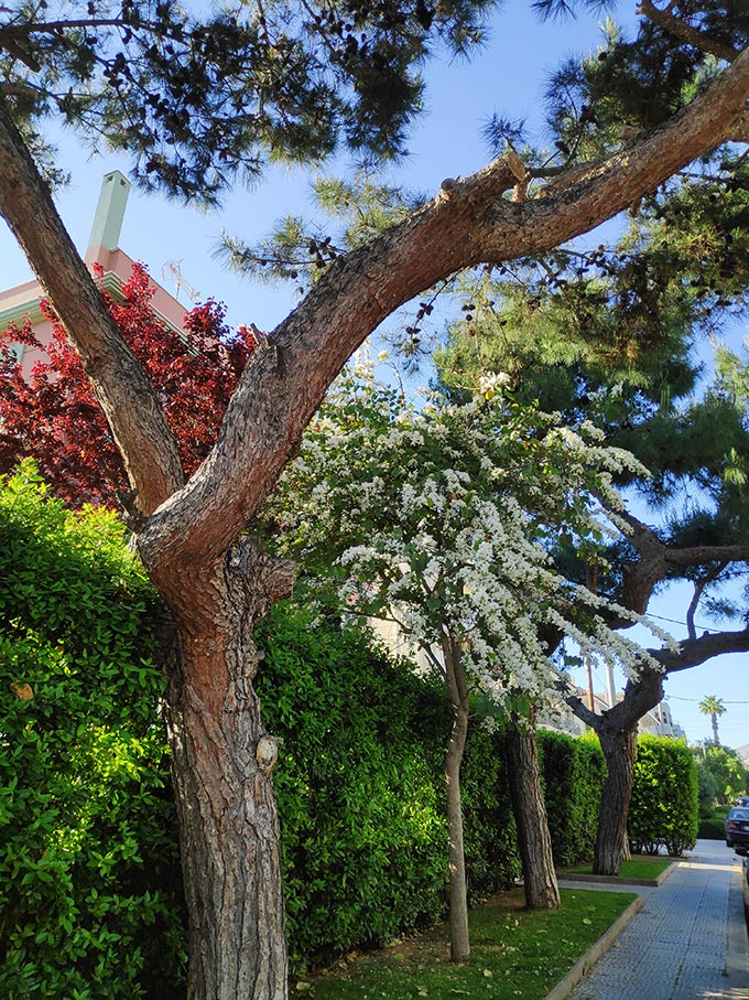 A beautiful landscape of a small property with blossoming trees. Image: Velvet Karatzas.