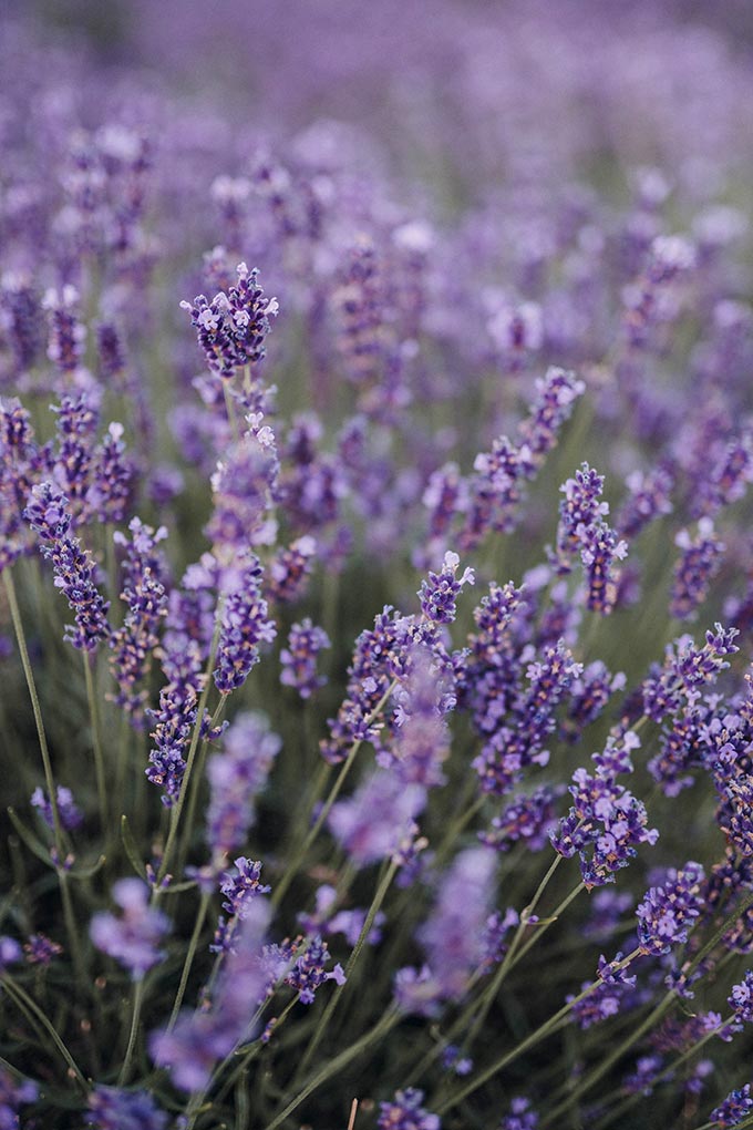 A close up of a lavender shrub.