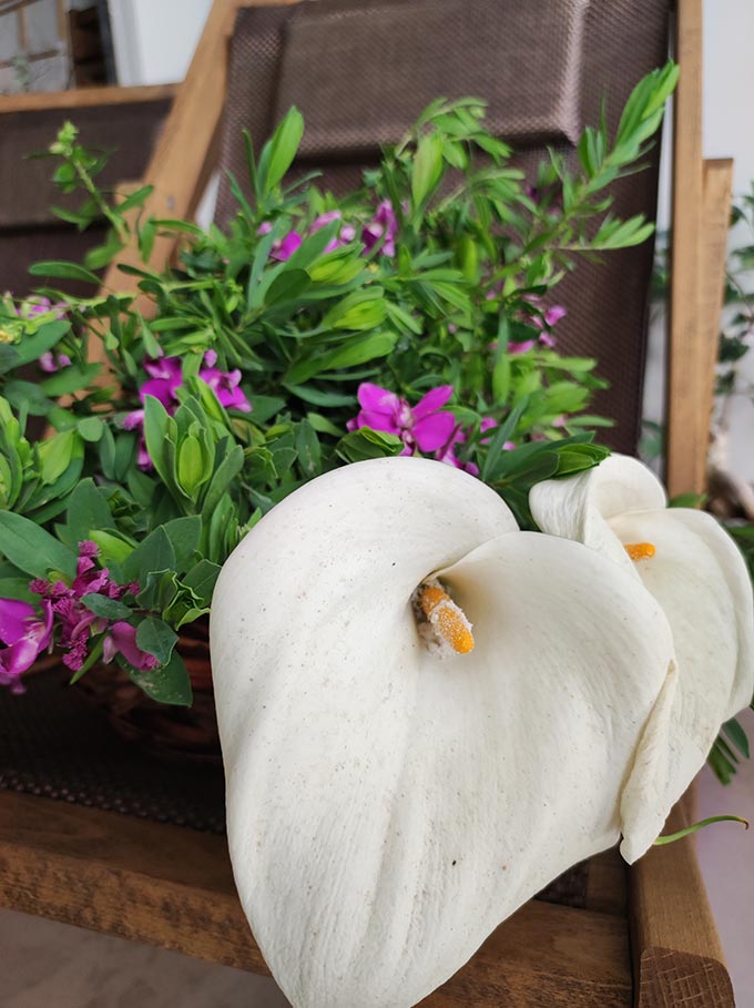 White Calla Lillys and purple little blooms from a perennial shrub laid on a lounge chair.
